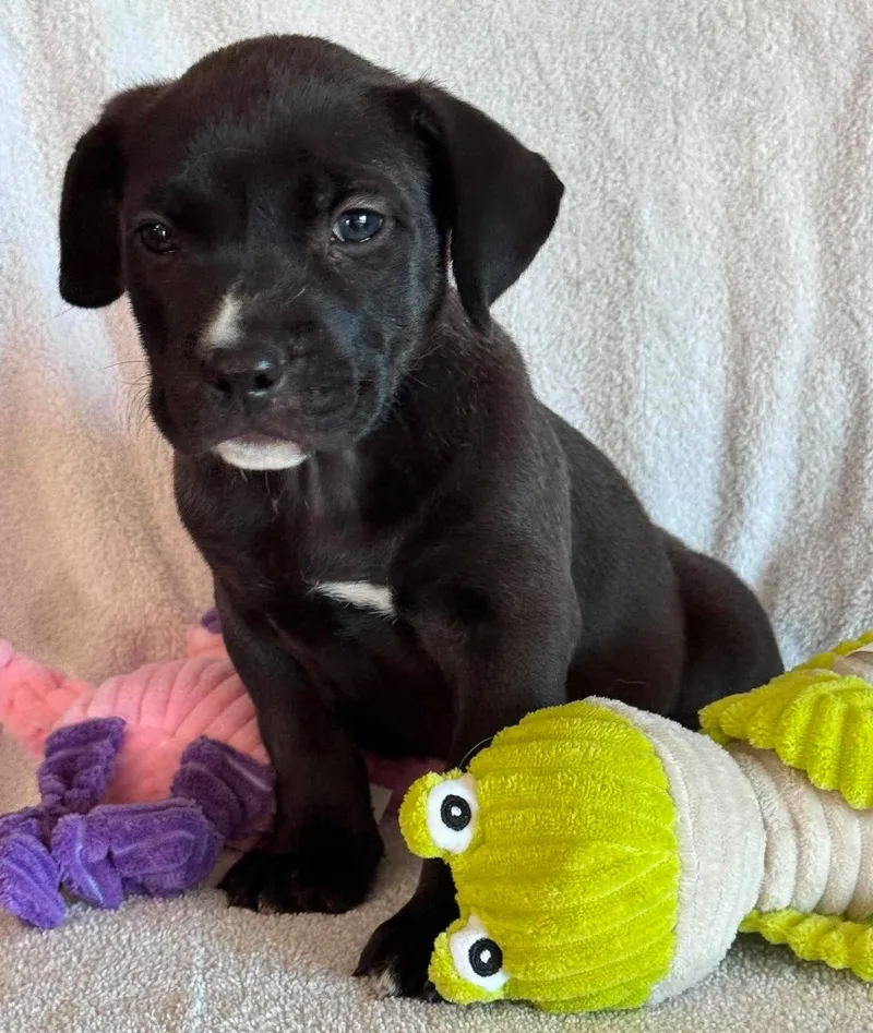 A baby medium-sized female Black Bulldog dog named Scarlett for adoption in San Tan Valley, AZ
