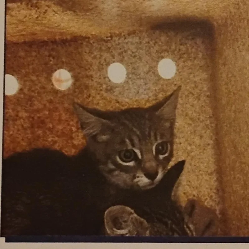 A baby small-sized male Gray / Blue / Silver Domestic Short Hair cat named Other Than for adoption in Grantsville, UT