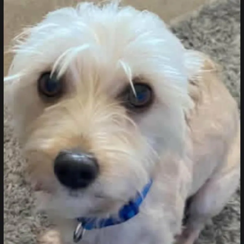An adult small-sized male White / Cream Terrier dog named Buddy for adoption in Lancaster, KY
