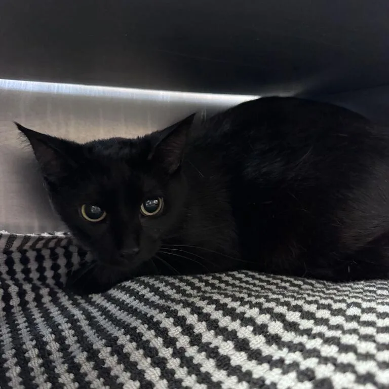 An adult medium-sized female Black Domestic Short Hair cat named Vervet for adoption in Chicago, IL