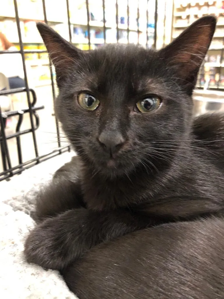 An adult small-sized male Domestic Short Hair cat named Logan for adoption in Plattsburgh, NY