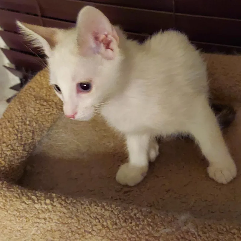 A baby small-sized male Domestic Short Hair cat named Snowball for adoption in Las Vegas, NV
