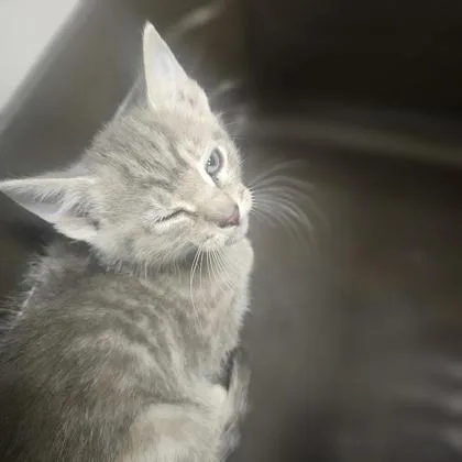 A young medium-sized female Domestic Short Hair cat named Nifty for adoption in Kansas City, MO
