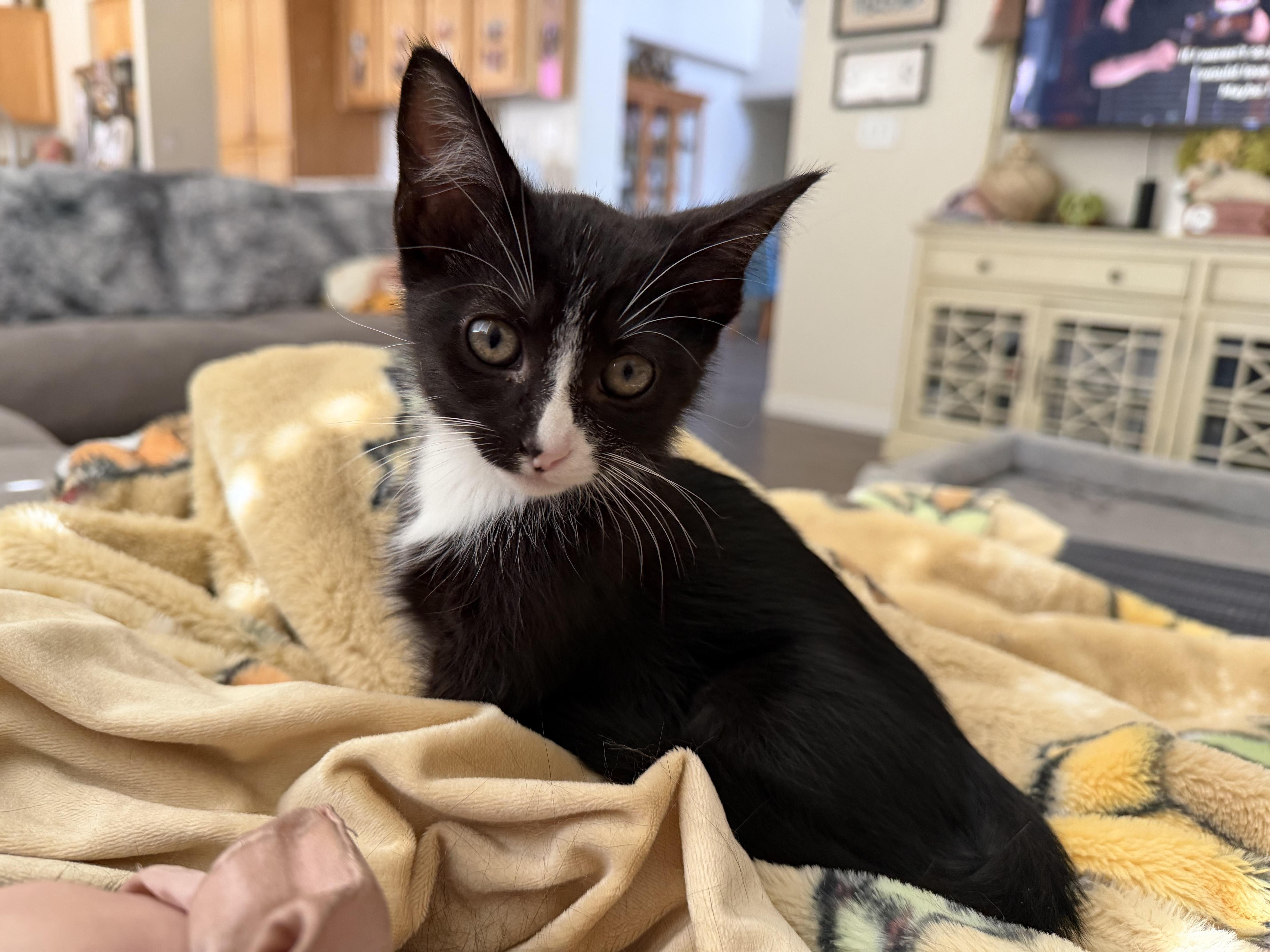 A baby small-sized female Domestic Short Hair cat named Chili Pepper for adoption in Dixon, CA