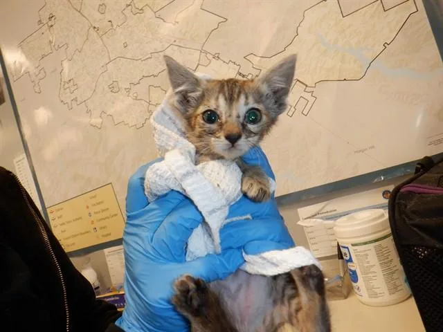 A baby small-sized female Domestic Short Hair cat named Robin for adoption in San Jose, CA
