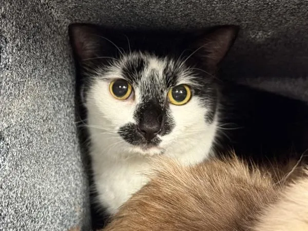 An adult medium-sized female Domestic Short Hair cat named Miss Missy for adoption in New York, NY