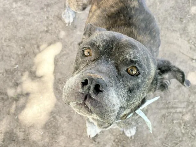 A senior large-sized female Pit Bull Terrier dog named Ligaun for adoption in Tulsa, OK