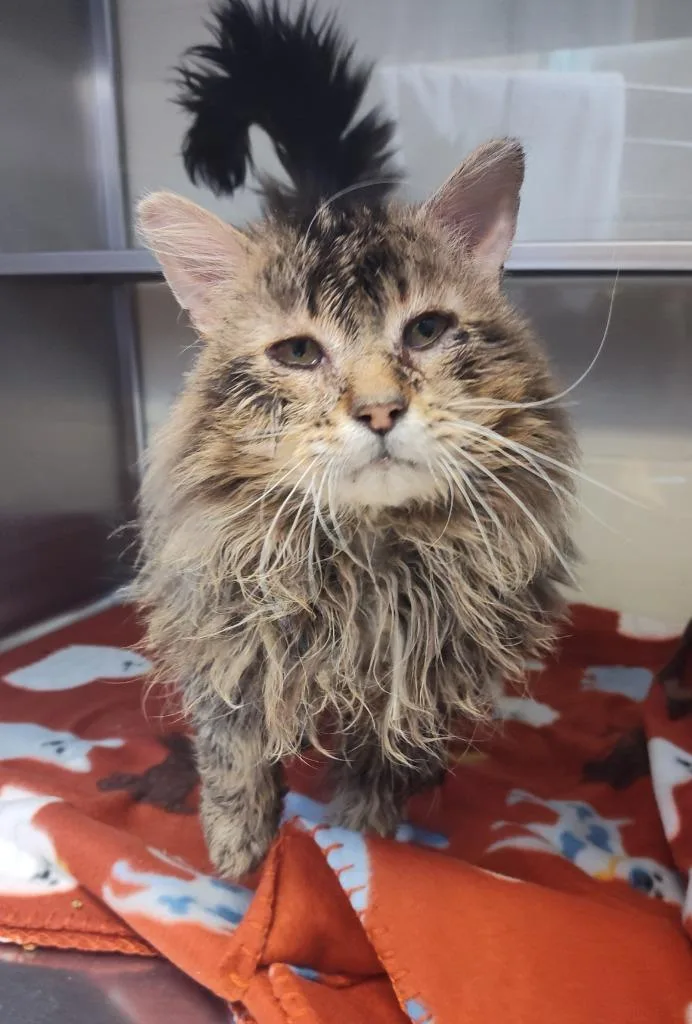 Old Macdonald  Working thumbnail 2