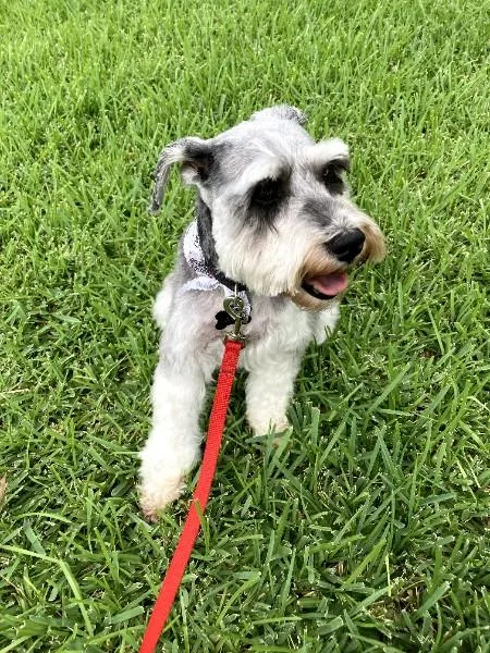 Bailee