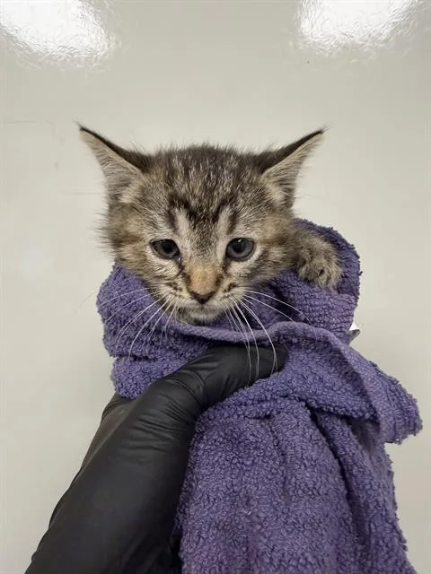 A baby small-sized female Domestic Short Hair cat named Tabitha for adoption in Ontario, CA