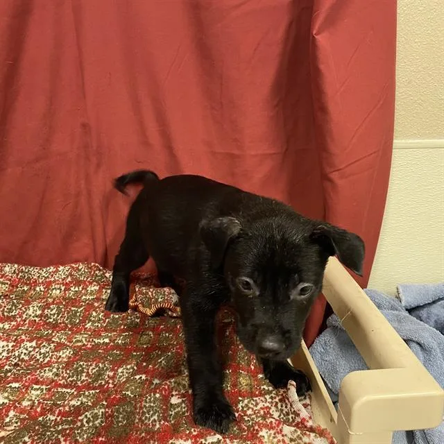 A baby small-sized female Staffordshire Bull Terrier dog named Wish Bear for adoption in Modesto, CA