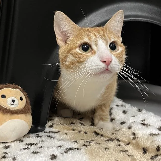 Simba thumbnail 3
