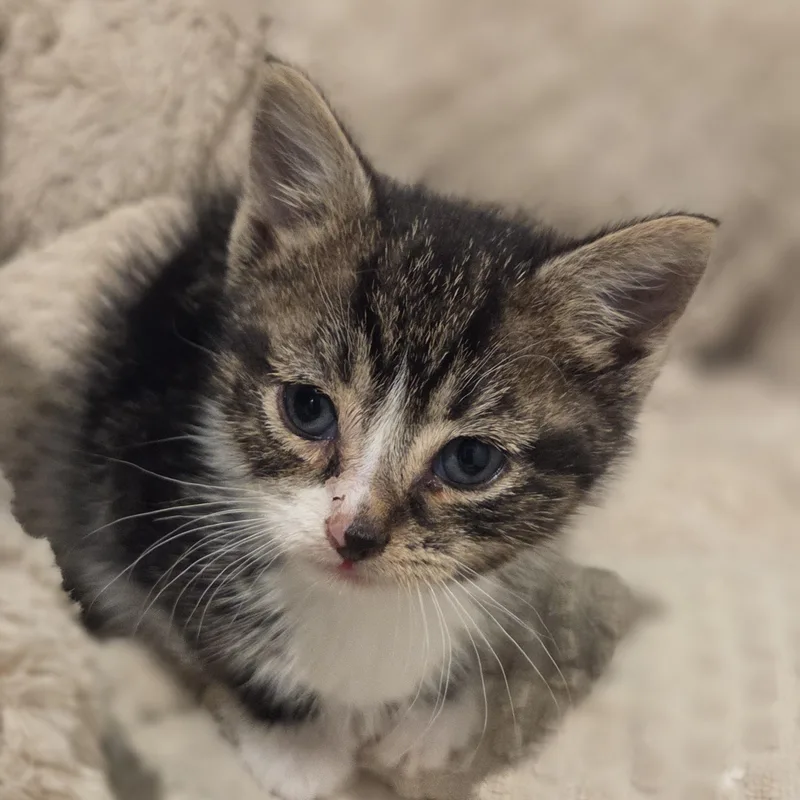 A baby small-sized male Smoke Tabby cat named Prime Minister for adoption in Bayonne, NJ