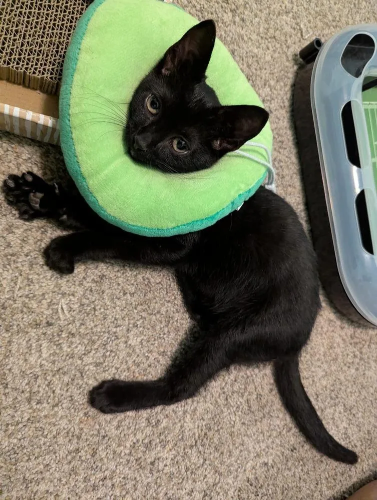 A baby small-sized male Black Domestic Short Hair cat named Teddy for adoption in WARNER ROBINS, GA