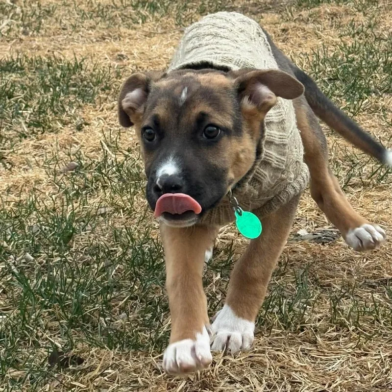 A baby small-sized male Black Mixed Breed dog named Dominos for adoption in Buffalo, MN
