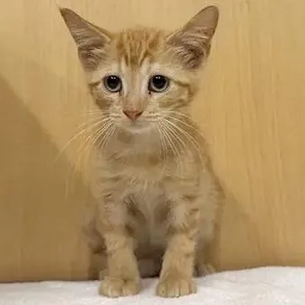 A baby small-sized male Orange / Red Domestic Short Hair cat named Rome for adoption in Saint Louis, MO