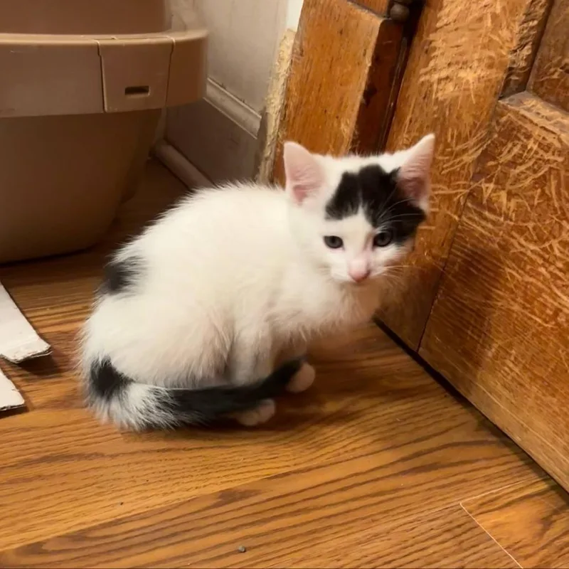 A baby small-sized female White Domestic Short Hair cat named Tallulah for adoption in DeKalb, IL