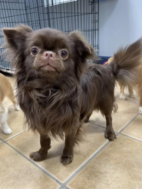 A young small-sized male Pekingese dog named Gouda for adoption in Oakland, NJ