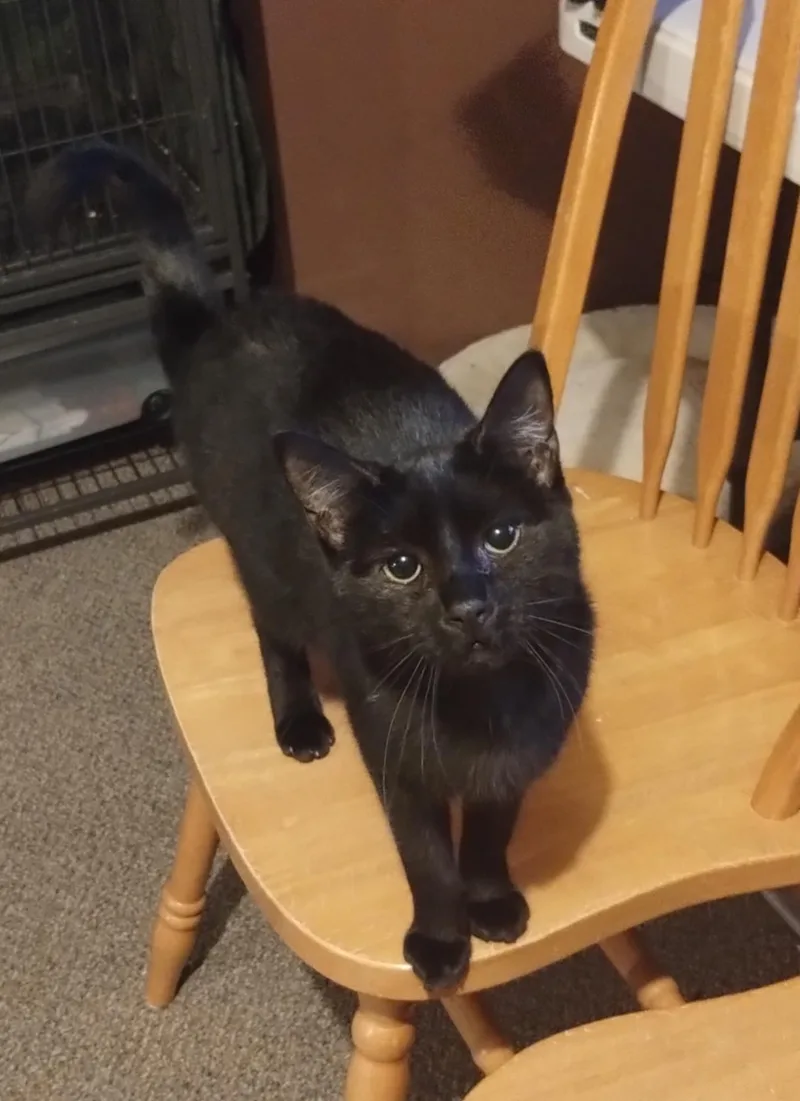 Dyna & Evo Bonded thumbnail 2