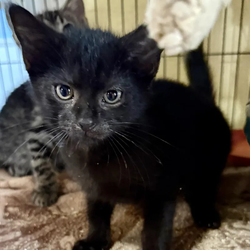 A baby small-sized female Black Domestic Short Hair cat named Mo for adoption in New Port Richey, FL