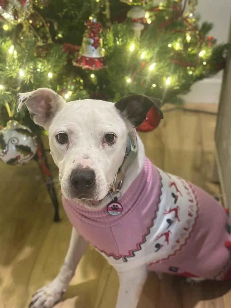 An adult medium-sized female American Staffordshire Terrier dog named Orion for adoption in TULSA, OK