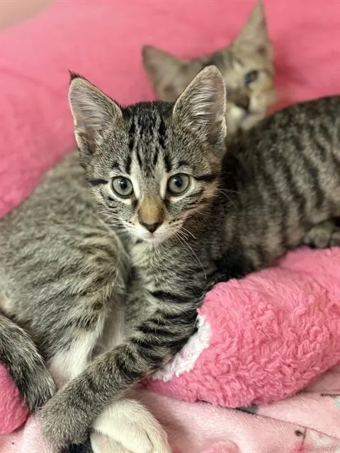 A baby small-sized female Domestic Medium Hair cat named Castillas for adoption in Sugar Land, TX