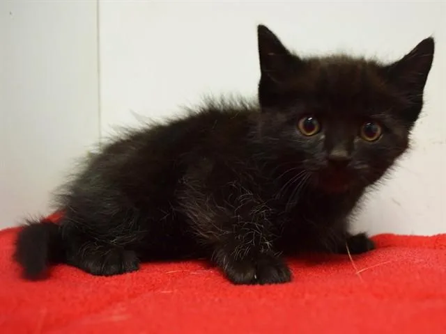 A baby small-sized male Domestic Short Hair cat named El Mencho for adoption in Sacramento, CA