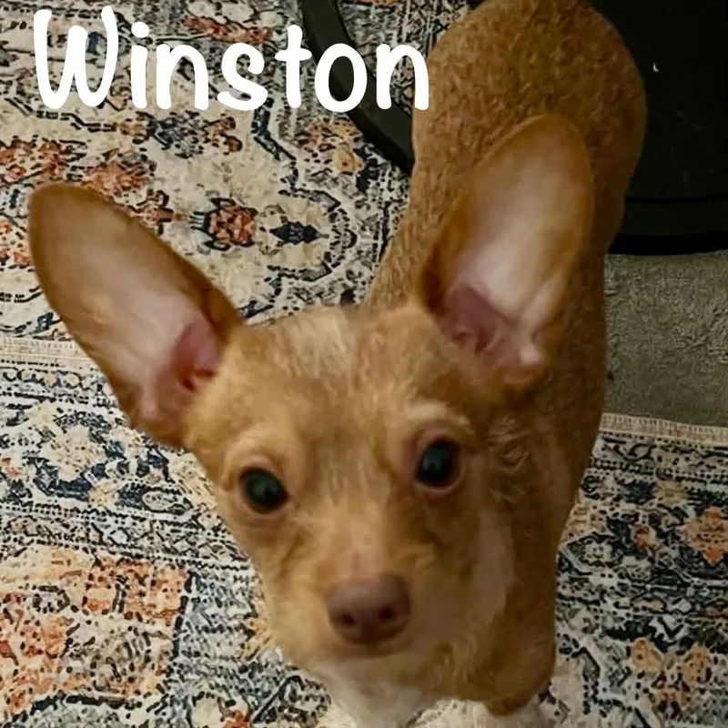 Winston ALMN
