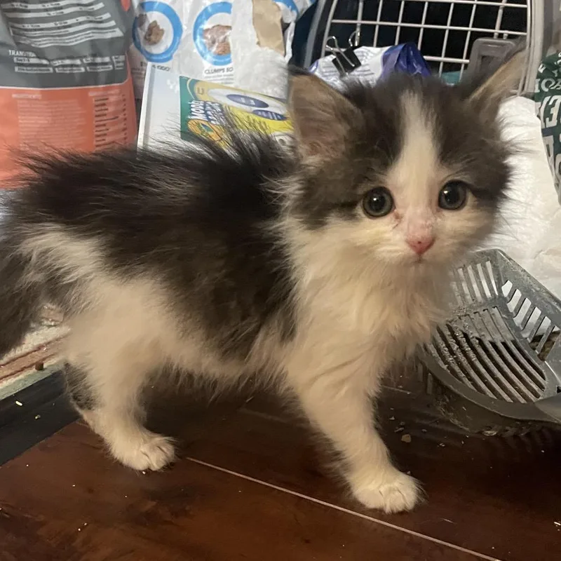 A baby small-sized female Black Domestic Medium Hair cat named Zola for adoption in Springboro, OH