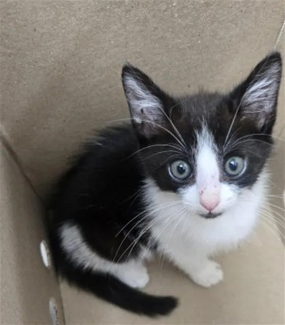 A baby small-sized male Domestic Short Hair cat named Luke for adoption in San Bernardino, CA