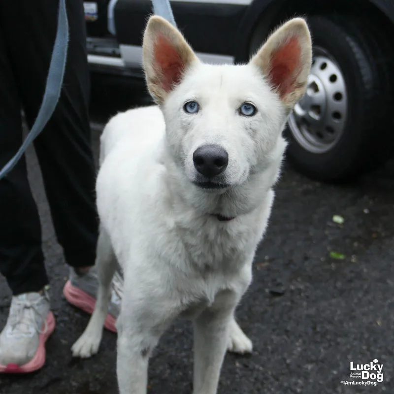 A young medium-sized female Husky dog named Lilyanne for adoption in Washington, DC