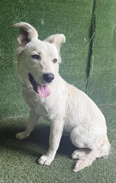 A young medium-sized female Labrador Retriever dog named Zaza for adoption in Lancaster, CA