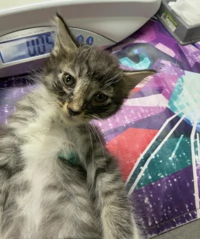 A baby small-sized female Domestic Short Hair cat named Lilah for adoption in Riverside, CA