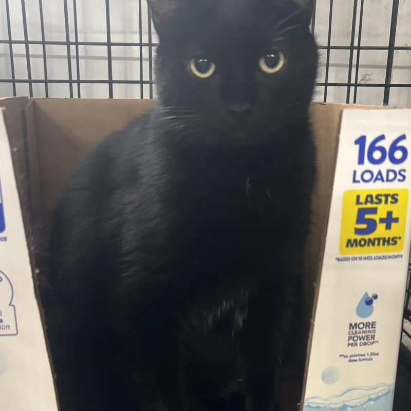 A young large-sized female Black Domestic Short Hair cat named Lola for adoption in North Haven, CT