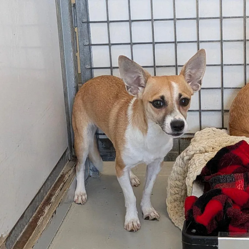 A young small-sized female Yellow / Tan / Blond / Fawn Jack Russell Terrier dog named Storm for adoption in Chico, CA