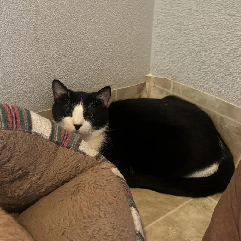 A young small-sized male Black Domestic Short Hair cat named Boots for adoption in Midland, TX