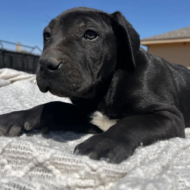 Bagheera