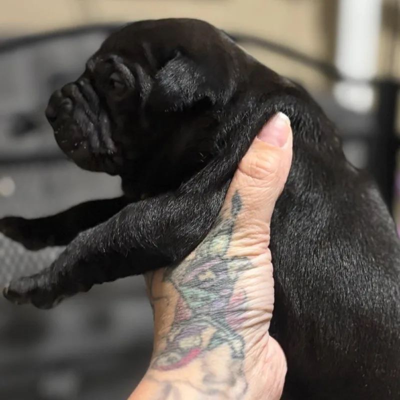 Bagheera thumbnail 2