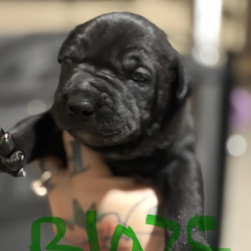 Bagheera thumbnail 6
