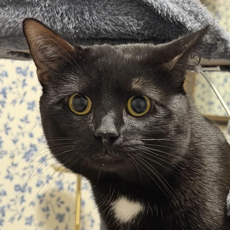 A young medium-sized male American Shorthair cat named Milo for adoption in Frederick, MD