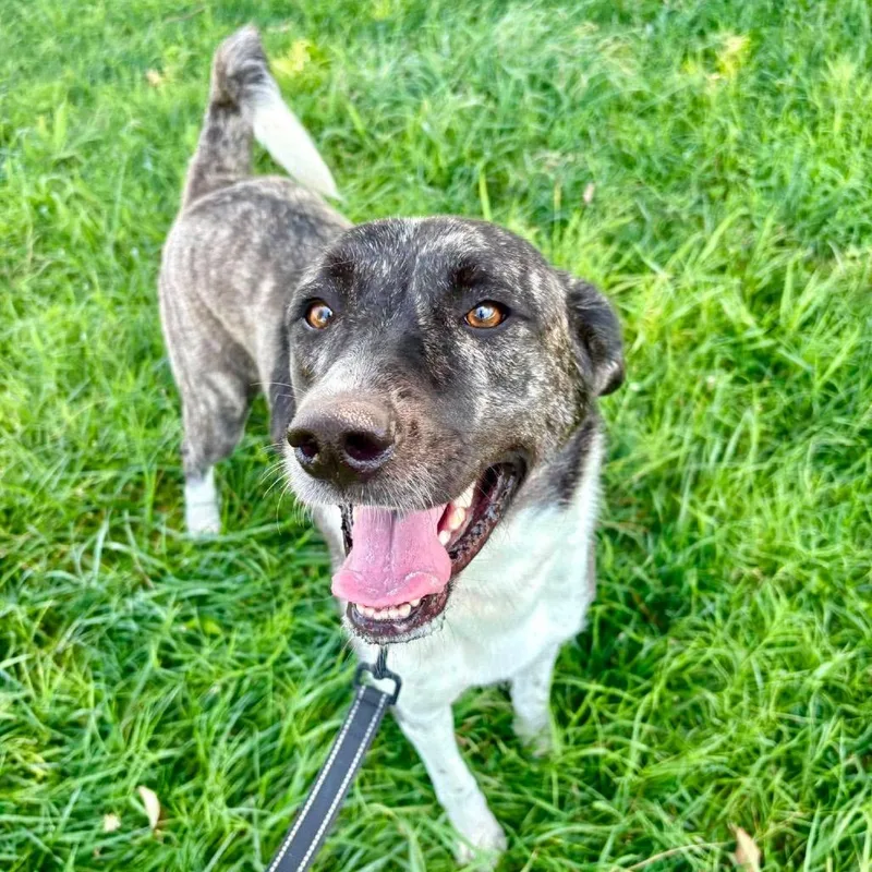 An adult large-sized female Gray / Blue / Silver Anatolian Shepherd dog named Daisy for adoption in Shawnee, KS