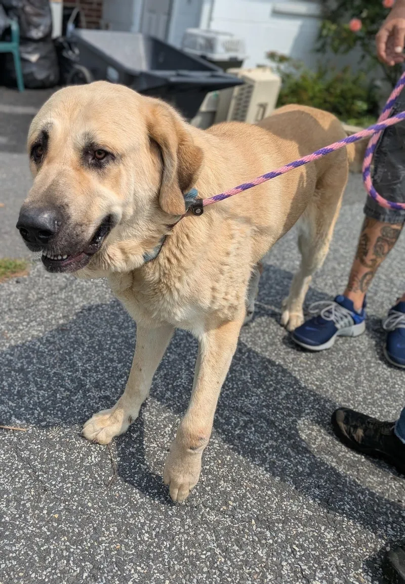An adult extra large-sized male Anatolian Shepherd dog named Benny for adoption in New Windsor, NY