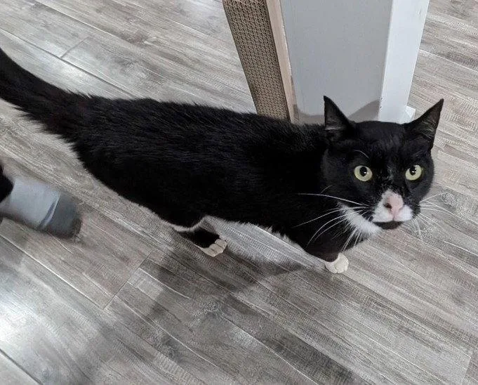 An adult medium-sized male Black & White / Tuxedo Domestic Short Hair cat named Batman for adoption in Island Lake, IL