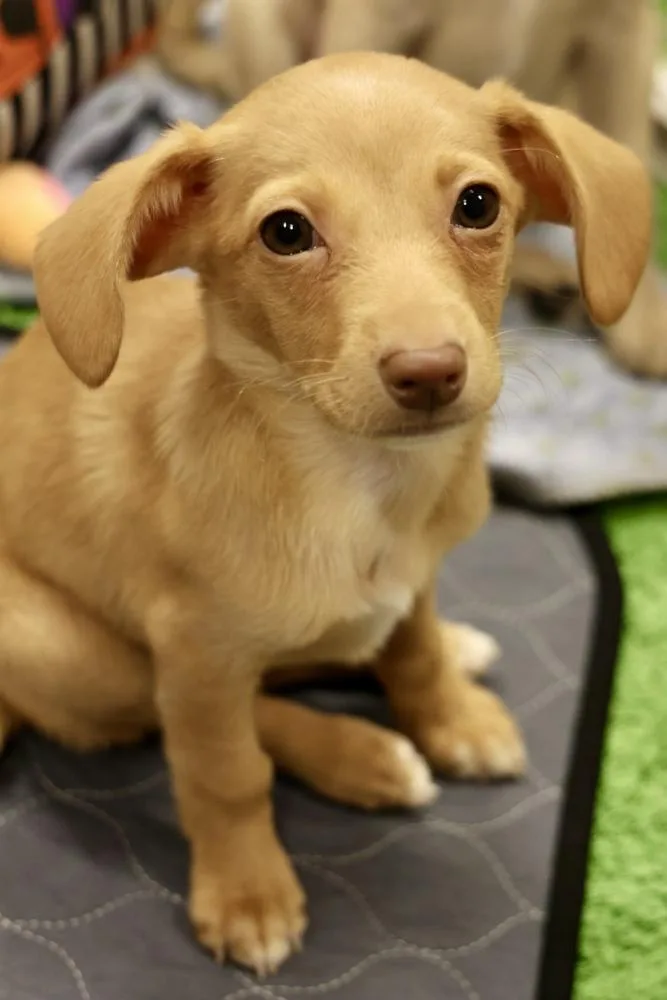 A baby small-sized female Brown / Chocolate Chihuahua dog named Wausau for adoption in TUCSON, AZ