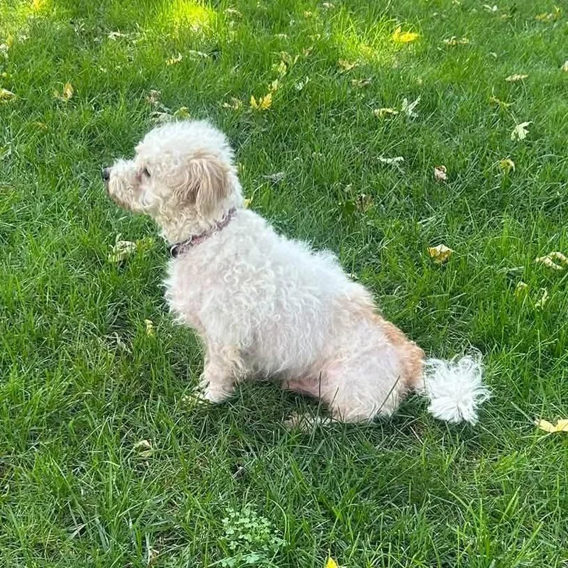 An adult small-sized male White / Cream Havanese dog named Teddy for adoption in Overland Park, KS