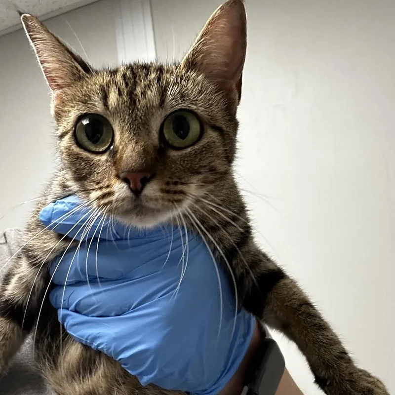 An adult medium-sized female Domestic Short Hair cat named Lane for adoption in Concord, NC