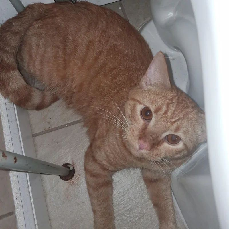 Simon