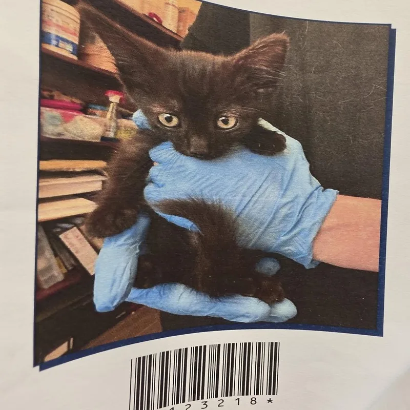 A baby small-sized male Black Domestic Short Hair cat named Coal for adoption in Grantsville, UT