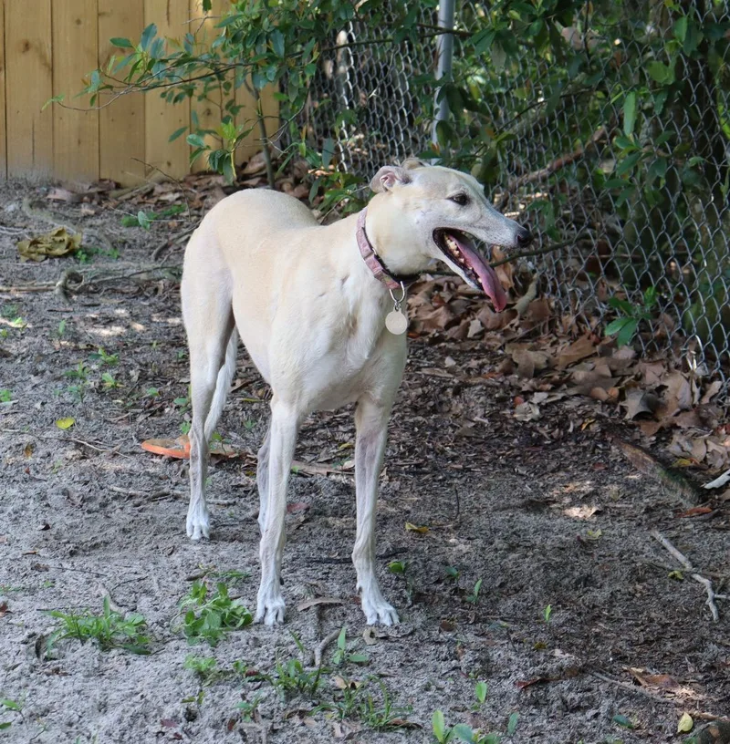 A senior large-sized female Yellow / Tan / Blond / Fawn Greyhound dog named Jaylynn for adoption in Longwood, FL