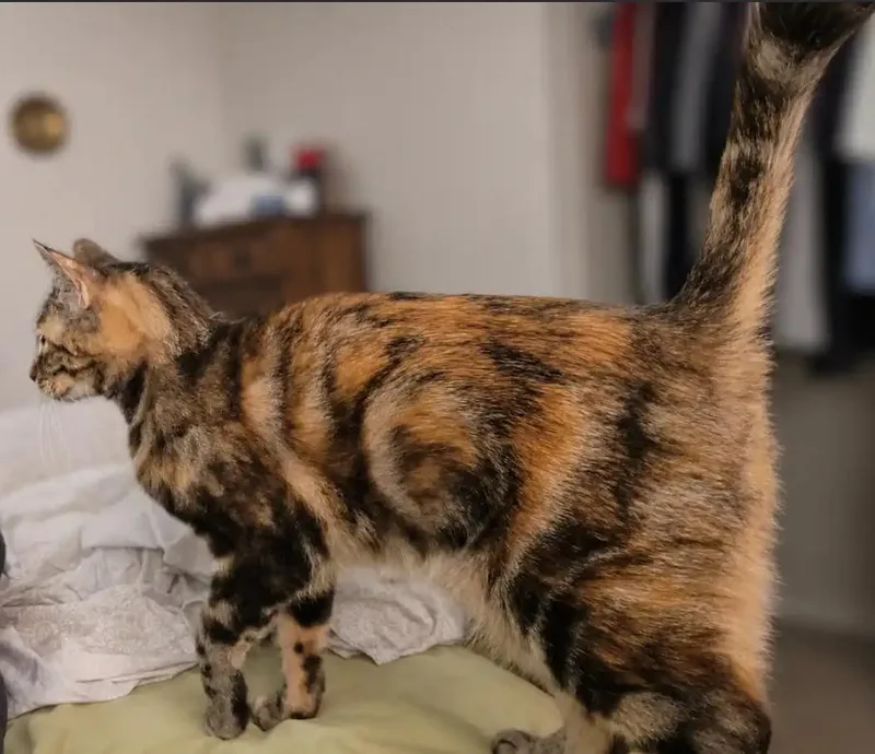 A baby medium-sized female Tortoiseshell Torbie cat named Regina for adoption in Fresno, CA